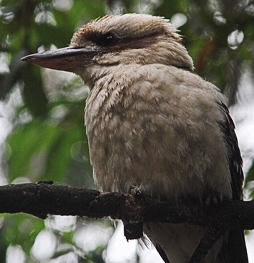 Laughing Kookaburra  